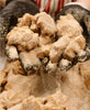 Romero biscochito cookies in bakers hands